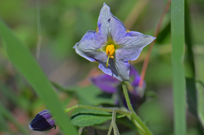 Fendler's Horsenettle is a somewhat showy little white to purple flower. This species blooms from late July to early October. Solanum fendleri